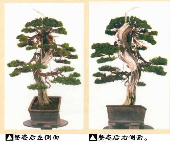 图解 真柏盆景怎么造型 第四期