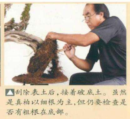 图解 真柏盆景怎么造型 第四期