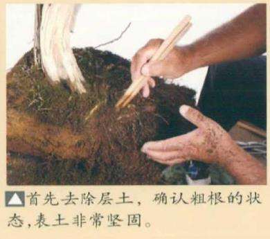 图解 真柏盆景怎么造型 第四期