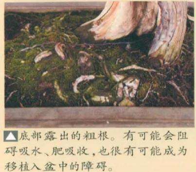 图解 真柏盆景怎么造型 第四期