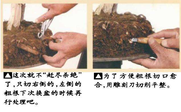 图解 真柏盆景怎么造型 第四期