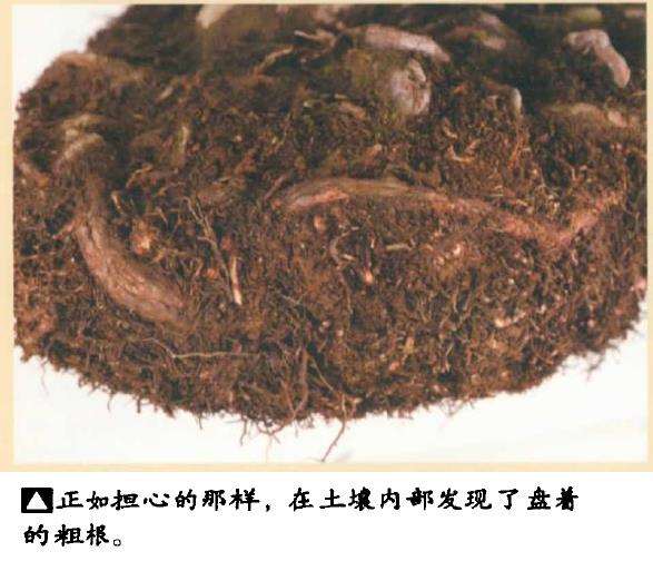 图解 真柏盆景怎么造型 第四期