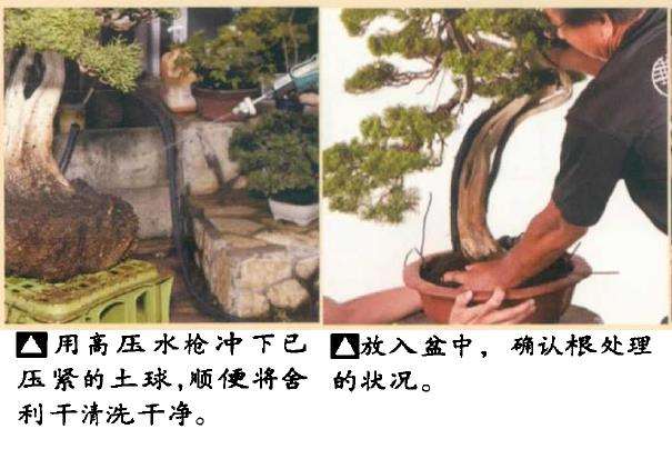 图解 真柏盆景怎么造型 第四期