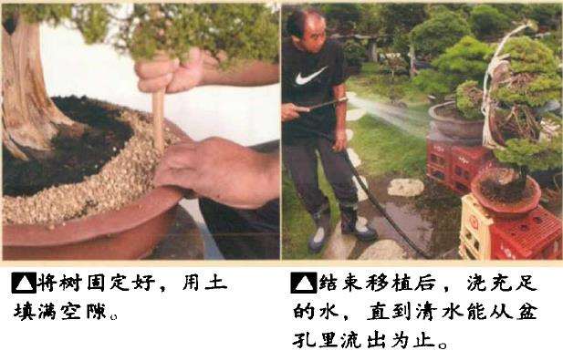 图解 真柏盆景怎么造型 第四期