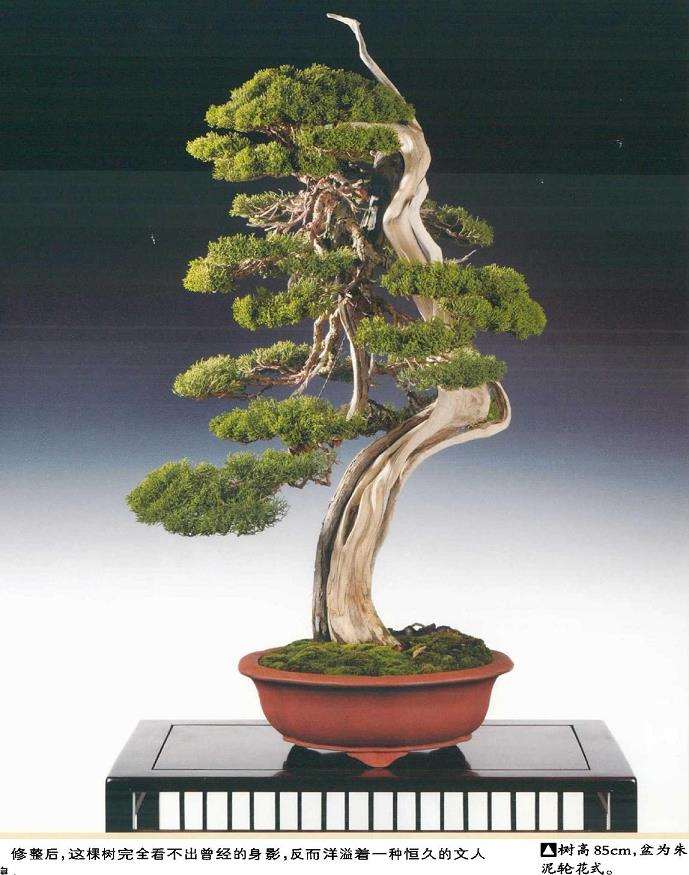 这棵树完全看不出曾经的身影