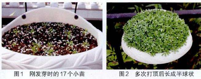 酢浆草怎么种植的方法