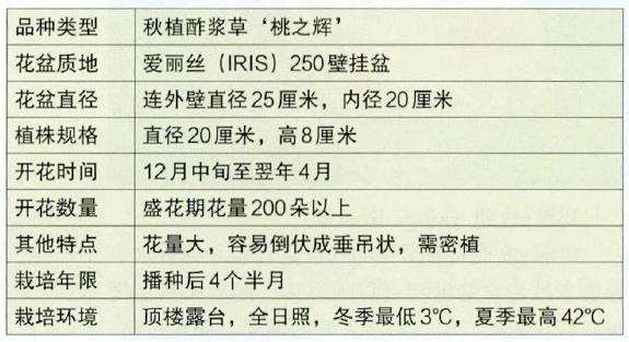 酢浆草怎么种植的方法