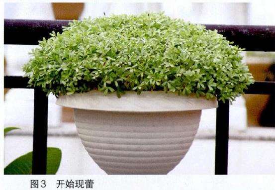 酢浆草怎么种植的方法