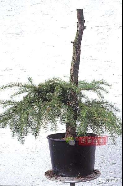 图解 直干型落叶松下山桩怎么制作成盆景