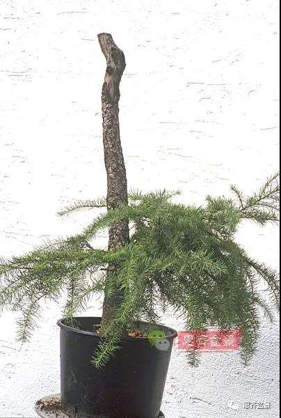 图解 直干型落叶松下山桩怎么制作成盆景