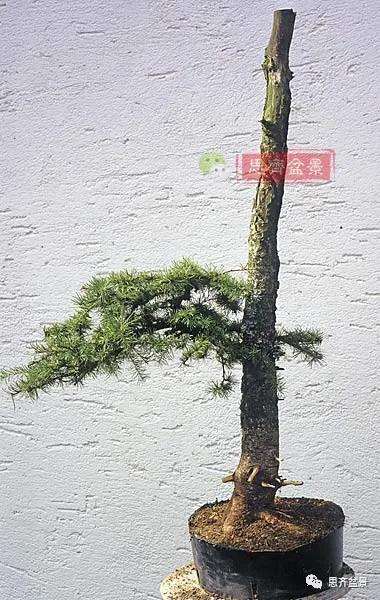 图解 直干型落叶松下山桩怎么制作成盆景