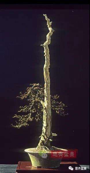 图解 直干型落叶松下山桩怎么制作成盆景