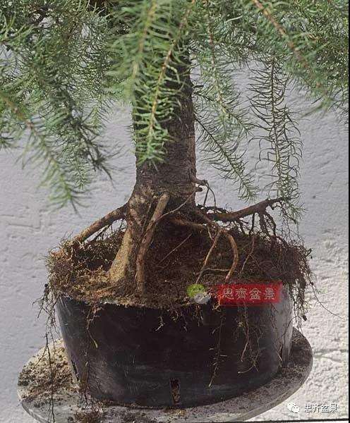 图解 直干型落叶松下山桩怎么制作成盆景