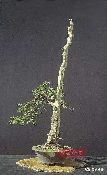 图解 直干型落叶松下山桩怎么制作成盆景