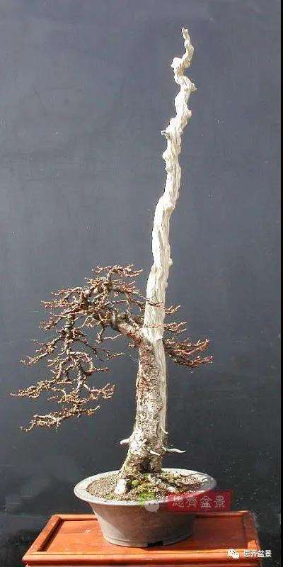 图解 直干型落叶松下山桩怎么制作成盆景