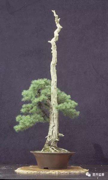 图解 直干型落叶松下山桩怎么制作成盆景