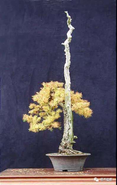 图解 直干型落叶松下山桩怎么制作成盆景