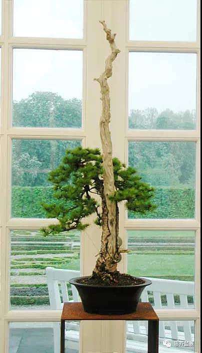 图解 直干型落叶松下山桩怎么制作成盆景