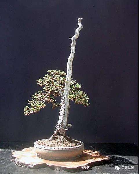 图解 直干型落叶松下山桩怎么制作成盆景