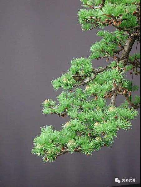 图解 直干型落叶松下山桩怎么制作成盆景