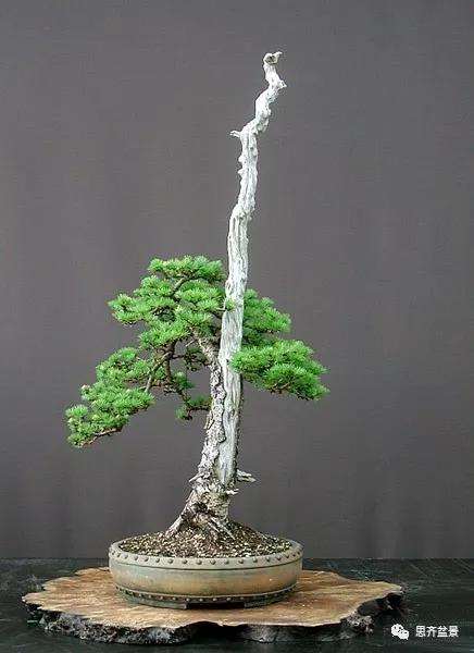 图解 直干型落叶松下山桩怎么制作成盆景