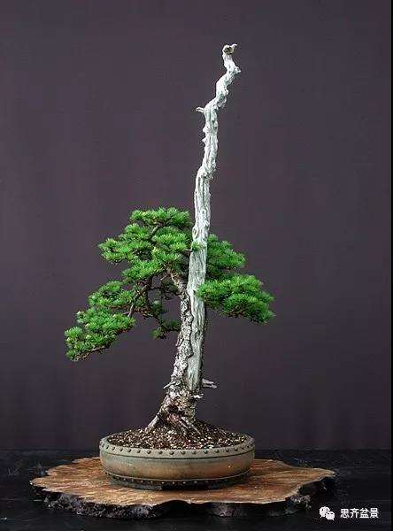 图解 直干型落叶松下山桩怎么制作成盆景