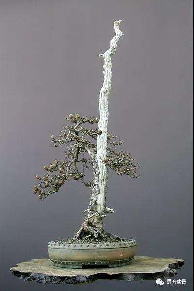 图解 直干型落叶松下山桩怎么制作成盆景