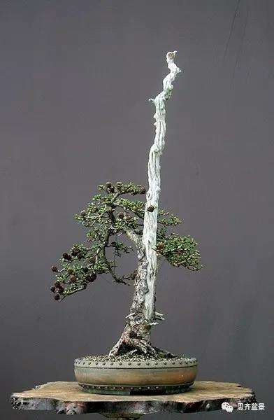 图解 直干型落叶松下山桩怎么制作成盆景