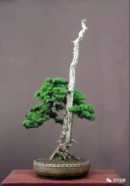 图解 直干型落叶松下山桩怎么制作成盆景