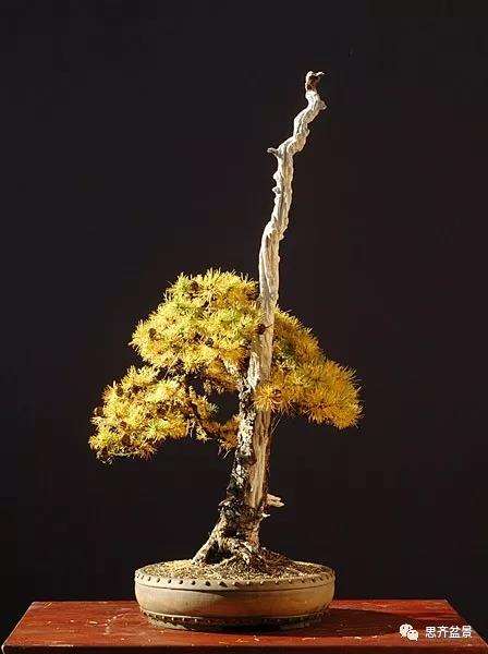 图解 直干型落叶松下山桩怎么制作成盆景