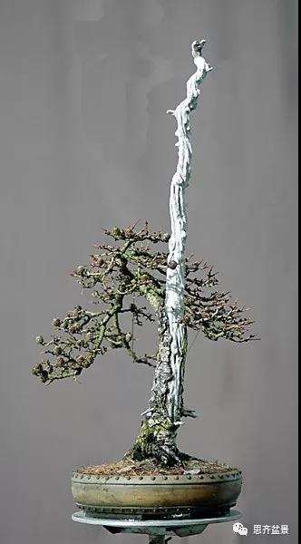 图解 直干型落叶松下山桩怎么制作成盆景