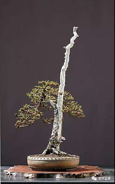 图解 直干型落叶松下山桩怎么制作成盆景