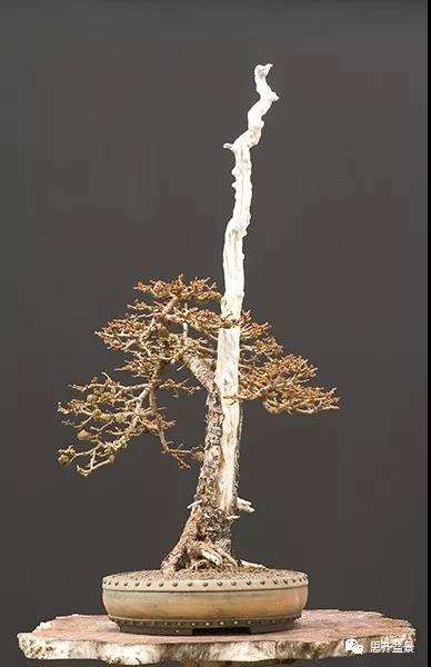 图解 直干型落叶松下山桩怎么制作成盆景