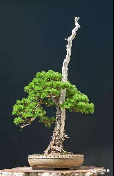 图解 直干型落叶松下山桩怎么制作成盆景