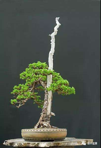 图解 直干型落叶松下山桩怎么制作成盆景