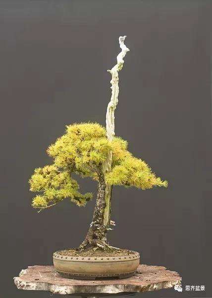 图解 直干型落叶松下山桩怎么制作成盆景