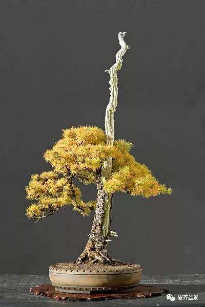 图解 直干型落叶松下山桩怎么制作成盆景