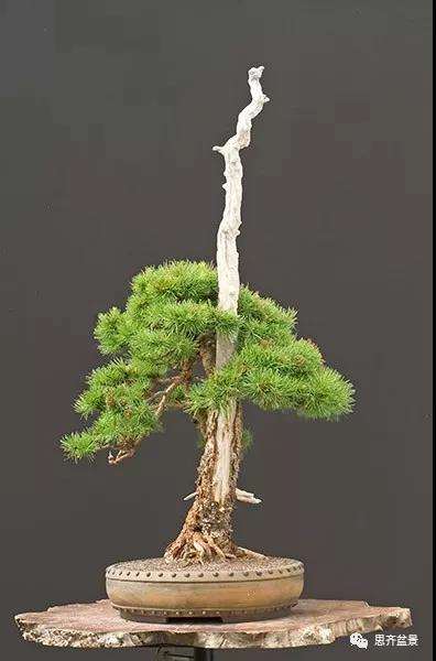 图解 直干型落叶松下山桩怎么制作成盆景