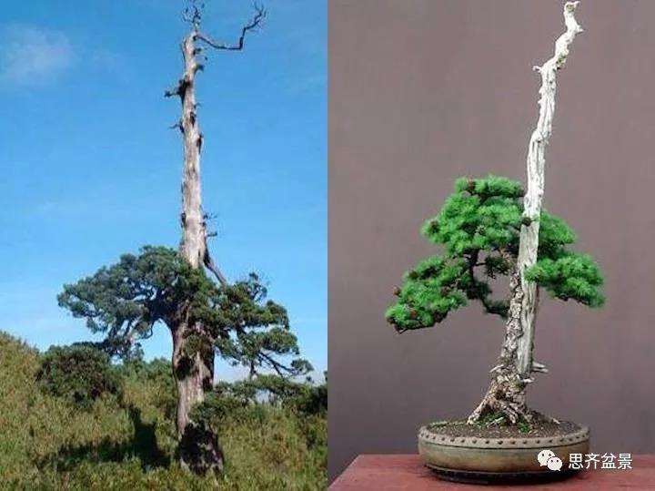 图解 直干型落叶松下山桩怎么制作成盆景