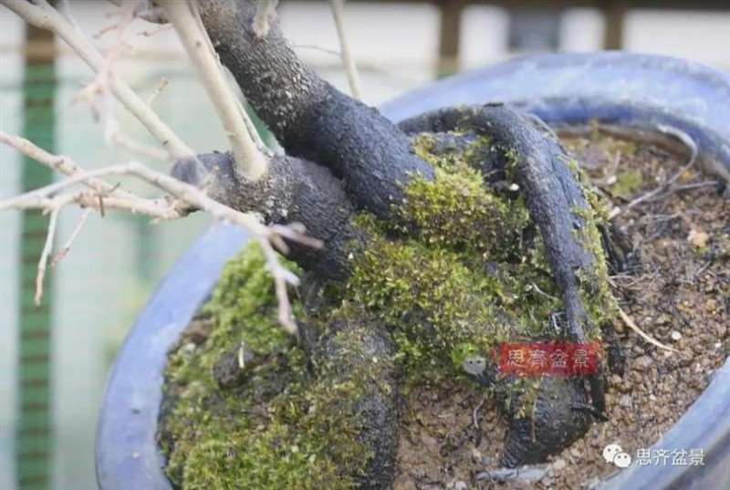 图解 老鸦柿下山桩5年制作成盆景的过程