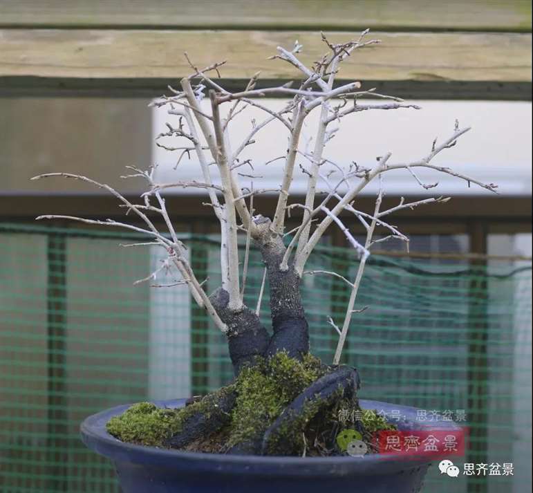 图解 老鸦柿下山桩5年制作成盆景的过程