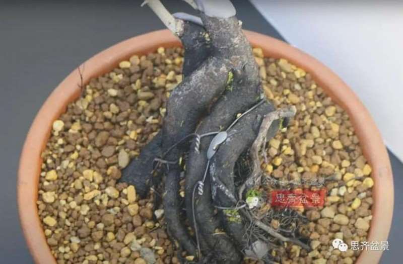 图解 老鸦柿下山桩5年制作成盆景的过程