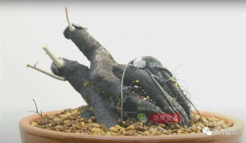 图解 老鸦柿下山桩5年制作成盆景的过程