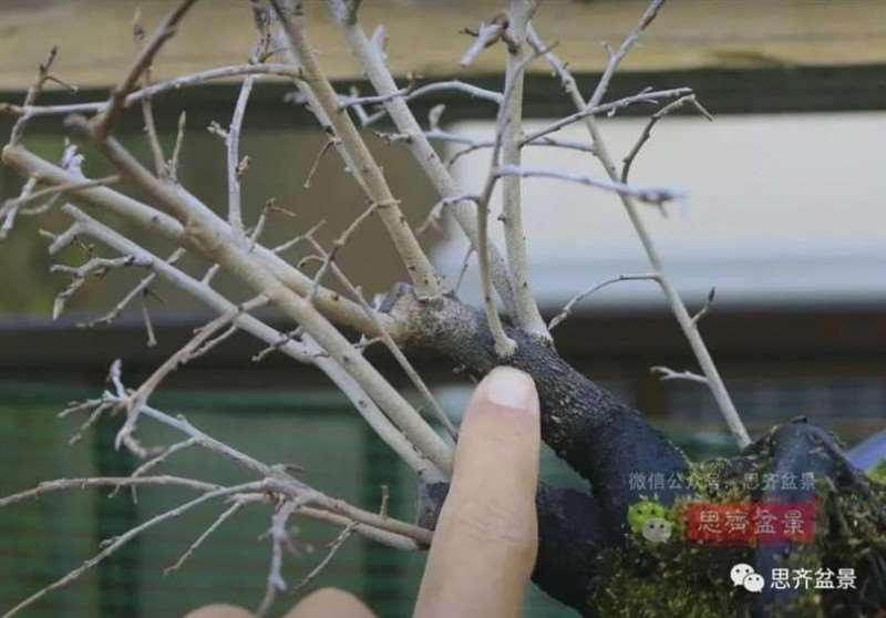 图解 老鸦柿下山桩5年制作成盆景的过程