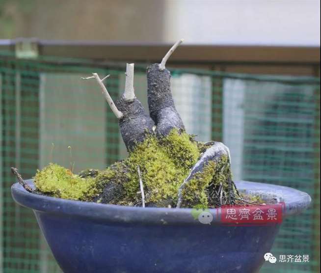 图解 老鸦柿下山桩5年制作成盆景的过程