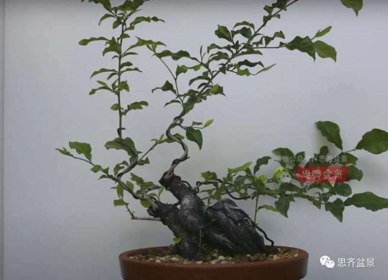 图解 老鸦柿下山桩5年制作成盆景的过程