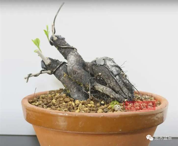 图解 老鸦柿下山桩5年制作成盆景的过程