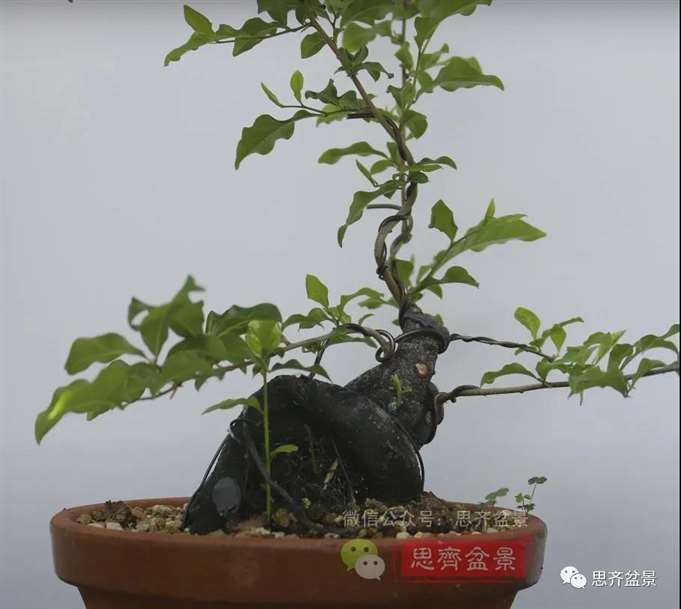 图解 老鸦柿下山桩5年制作成盆景的过程