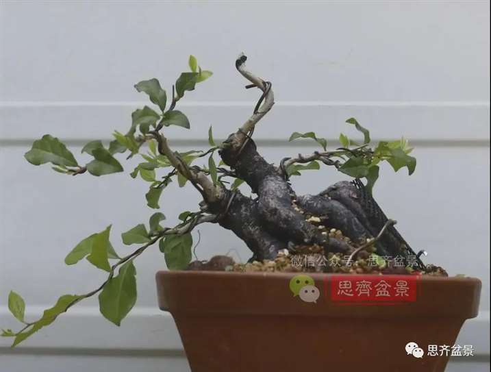 图解 老鸦柿下山桩5年制作成盆景的过程