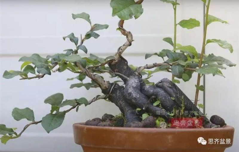 图解 老鸦柿下山桩5年制作成盆景的过程